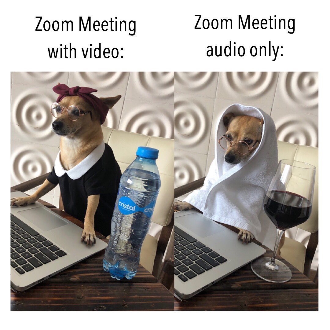 Dog meme - camera on or off