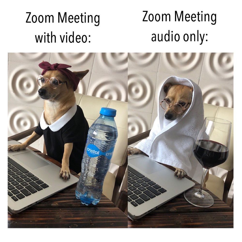 Zoom Meeting Dog Meme
